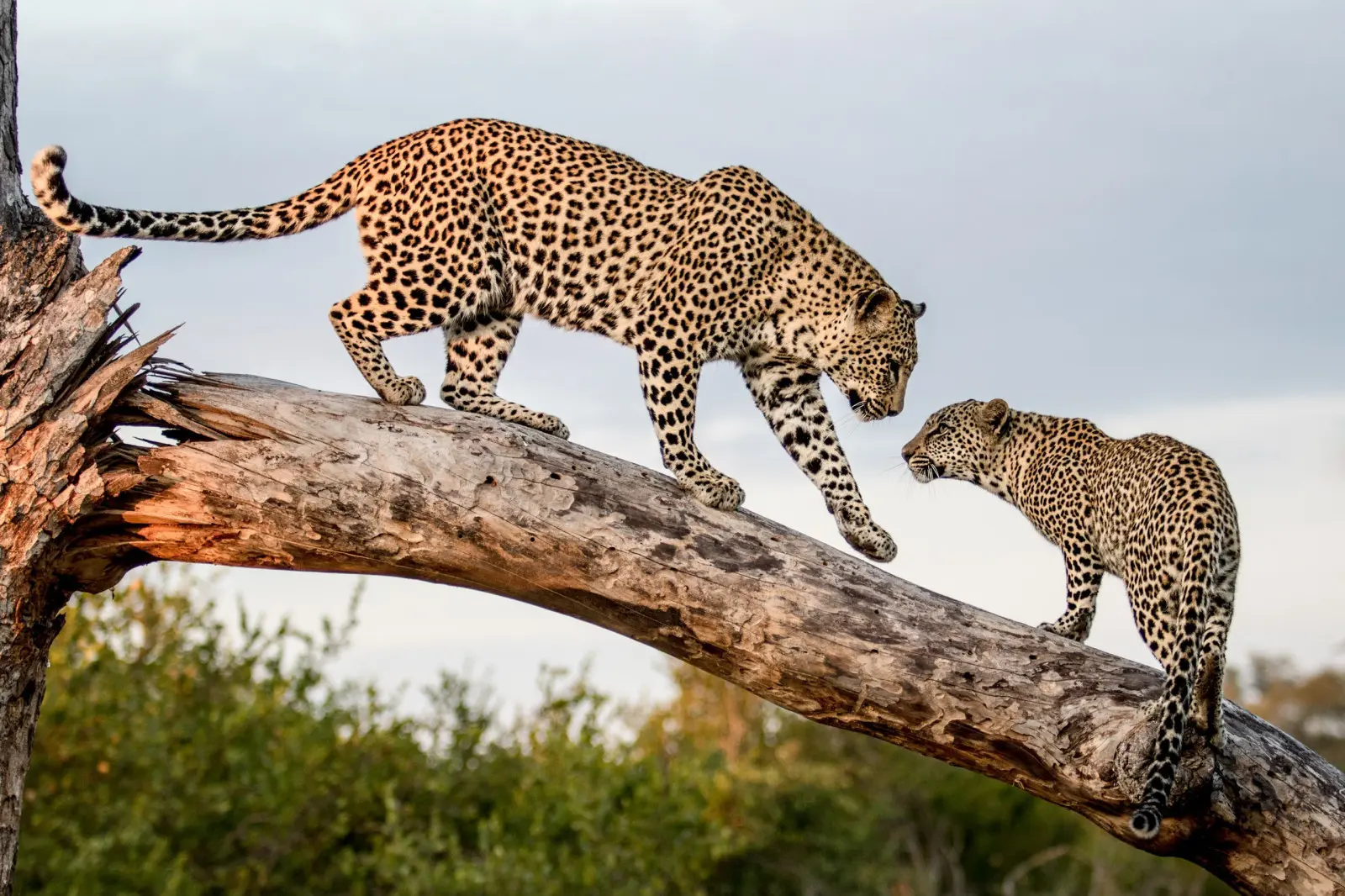 Wildlife Safari