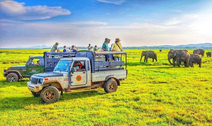 Wildlife Safari