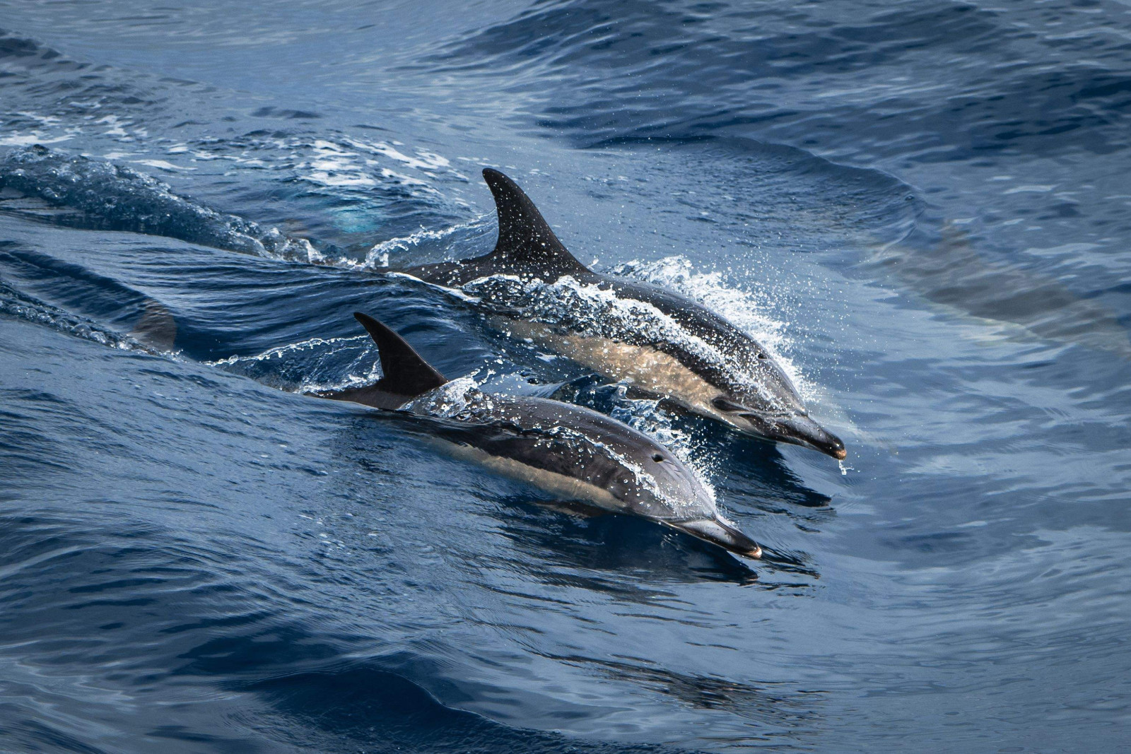 Whales and dolphins