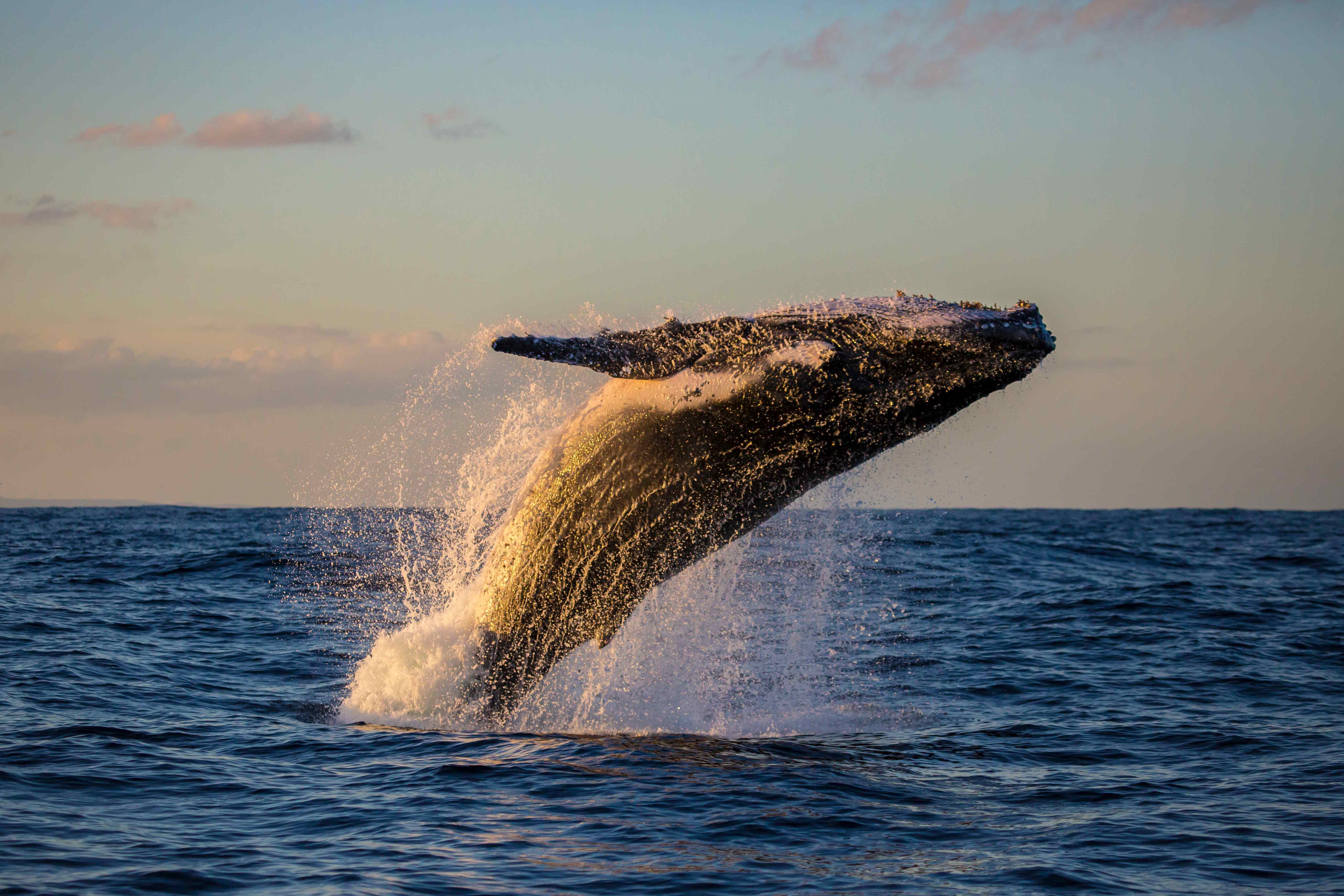 Whales and dolphins