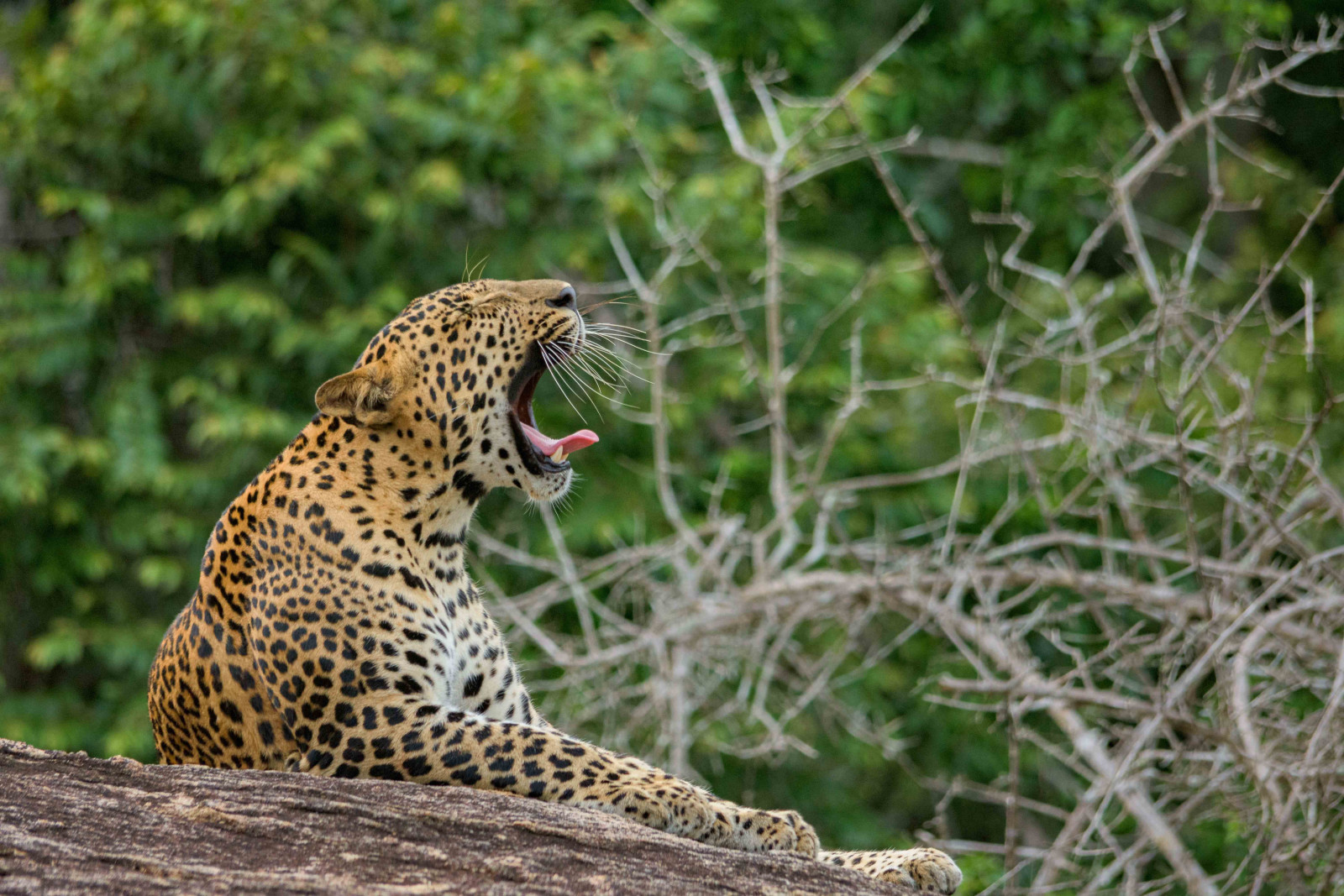 Leopards and elephants