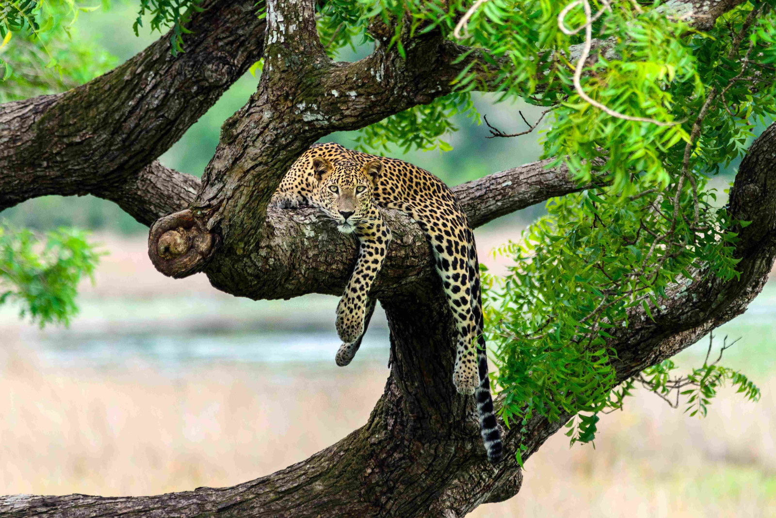 Leopards and elephants