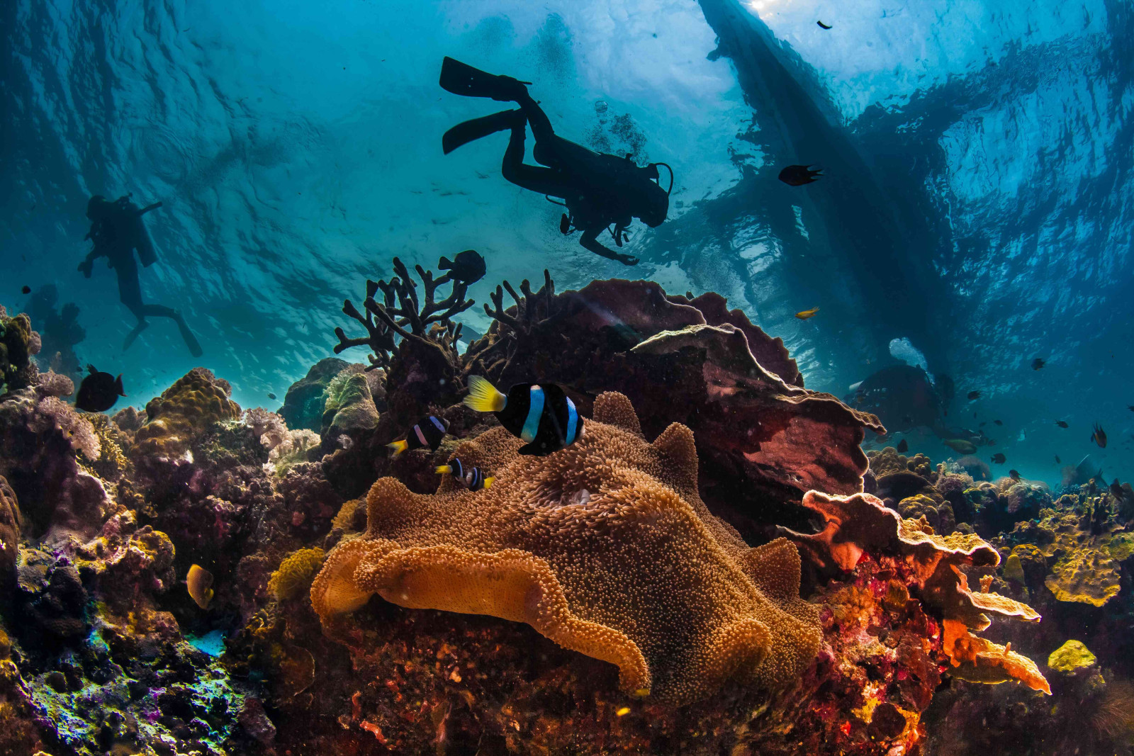 Snorkel and diving