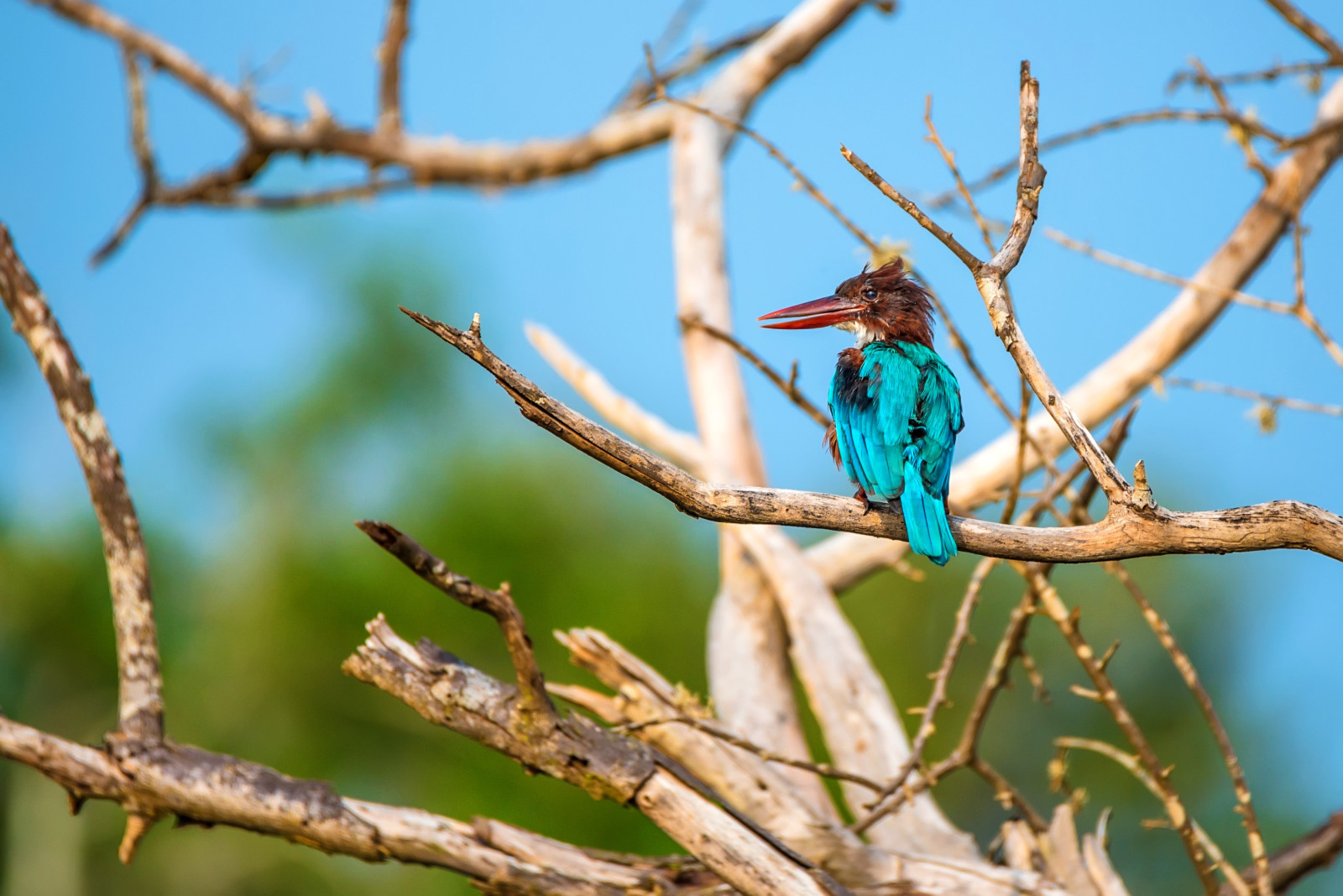 Bird watching